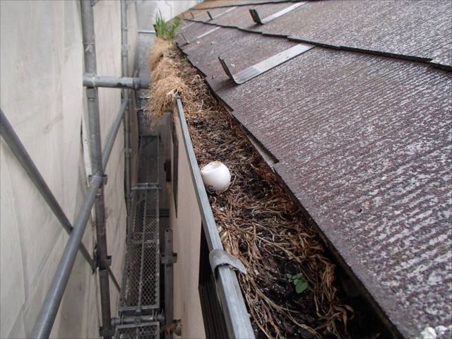 軒樋の中にはハトの卵らしきものが！草がびっしり生えてしまい、雨樋では無くなってしまっています。