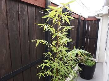 フェンスの裏側。 上部の色の違う板で反りを防いで落下を防いでいました。