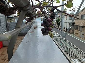 笠木も綺麗に塗装され、光沢が美しいです。