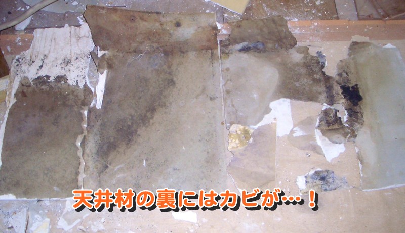 雨漏りした天井材の裏のカビ
