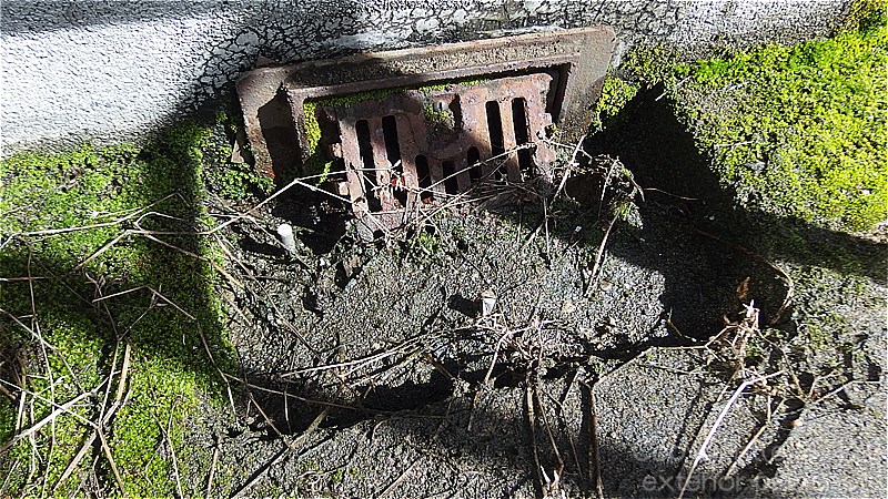 排水口の廻りに生えているコケ