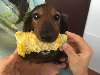 ペット写真コンテスト　ダックス