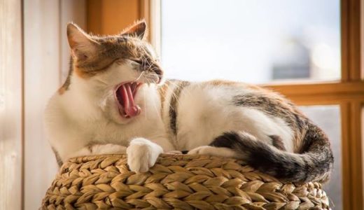 あくびする猫