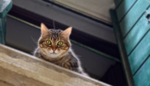 外に出ようとしている猫