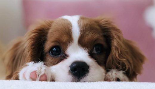 かわいい犬