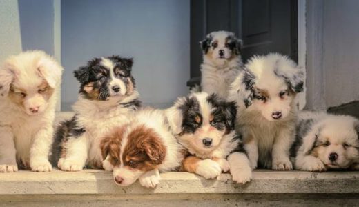 心配そうな犬たち