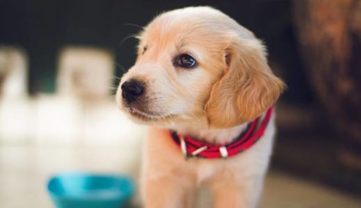 嗅覚の鋭い犬