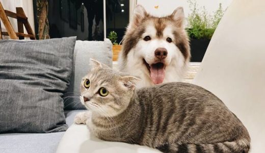 ペンキの臭いなんて平気だと言いたそうな猫と犬