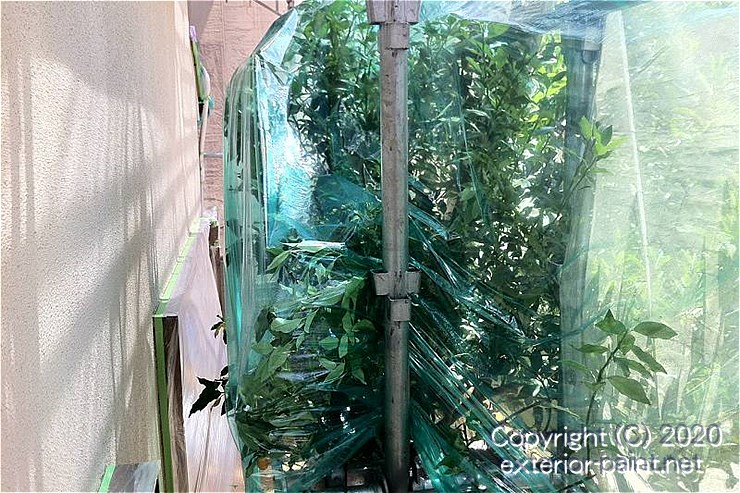 ノンスリップ養生シートで外壁から離すように植木を養生する