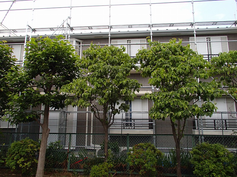 20130608外壁塗装P邸P6081705-s