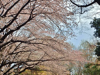 桜20160406