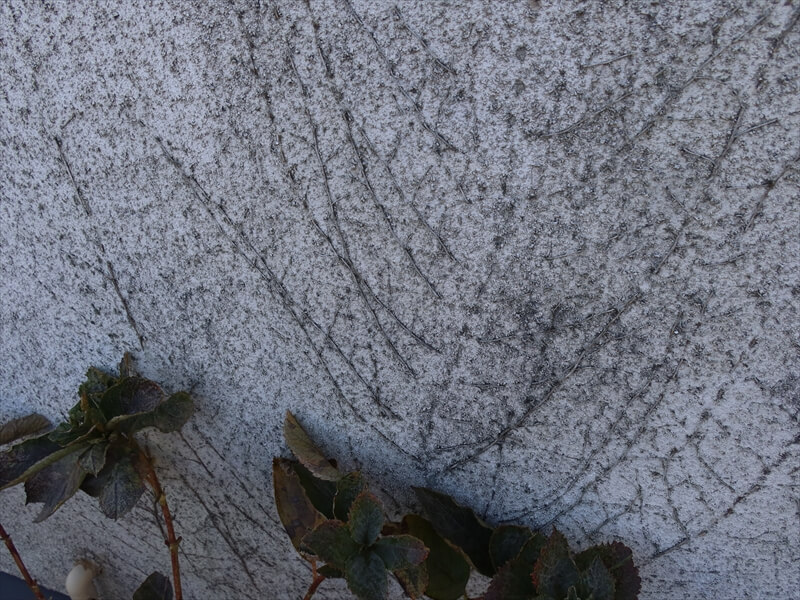 ツタが這った跡もありました。根が壁にこびりついているので、焼いて処理します。