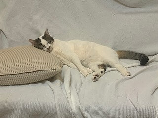 ペットコンテスト　猫