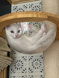 ペットコンテスト　猫