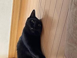 ペットコンテスト　猫