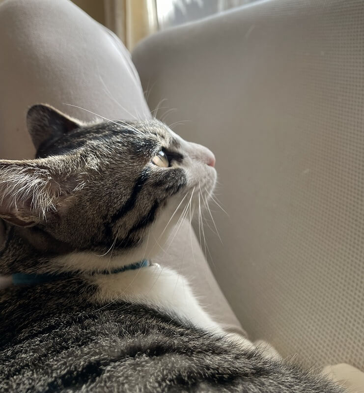 ペットコンテスト 猫