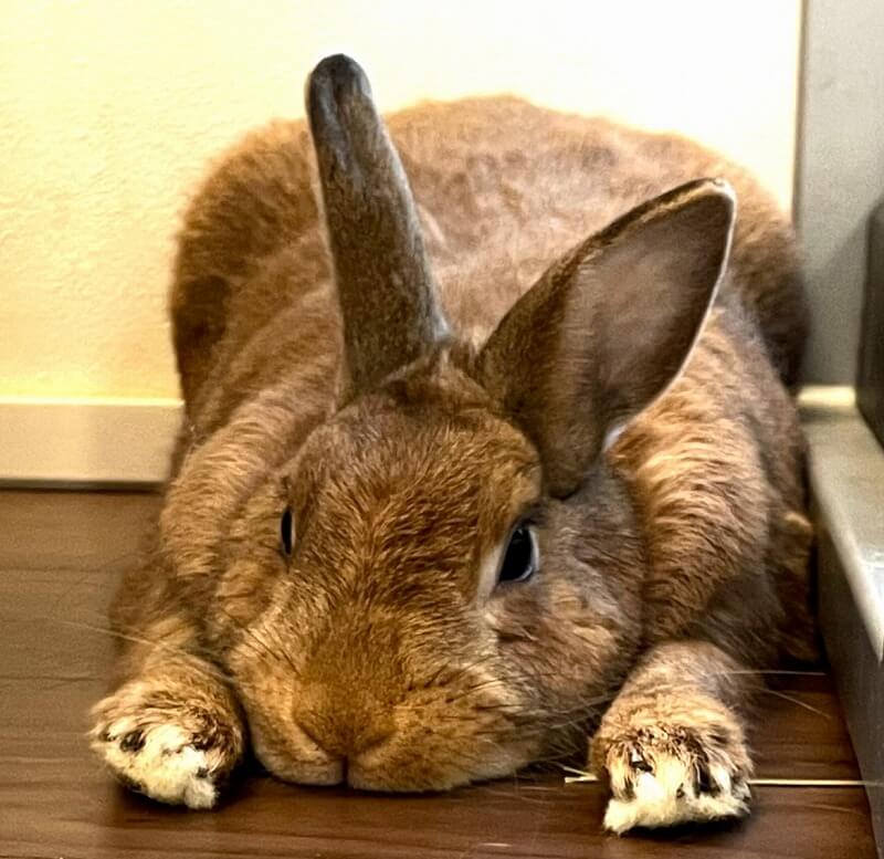 ミミコちゃん①