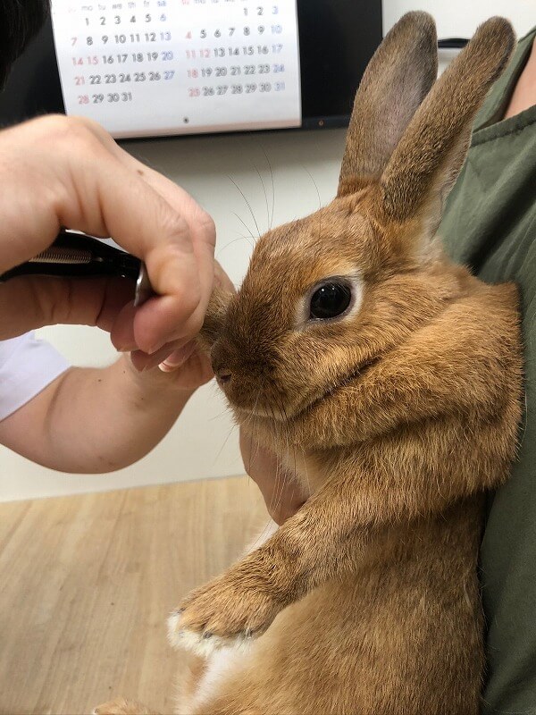 ミミコちゃん②