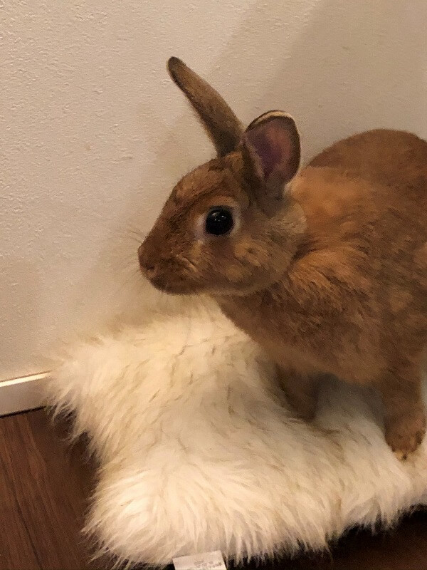 ミミコちゃん③