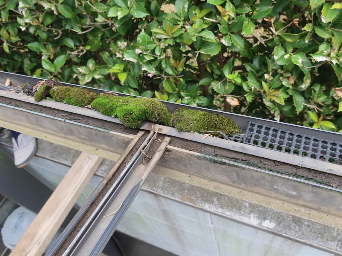 カーポートの雨樋に土が詰まって苔が生えていました。