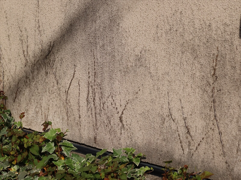 これもツタの跡です。ツタが生えていた頃についた汚れも残っています。
