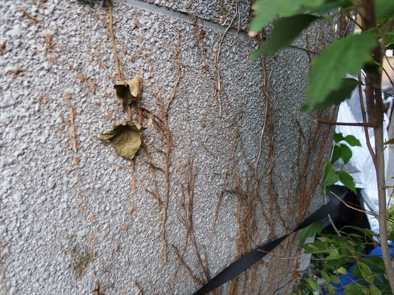 ツタを根本で切ったそうですが、外壁にはまだツタがしっかりとくっついています。