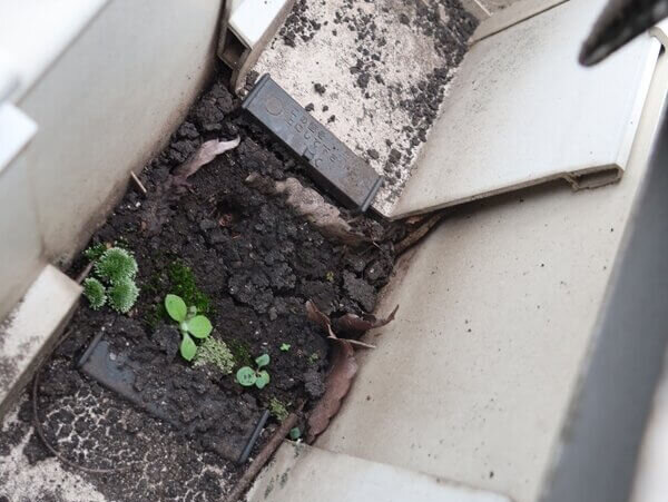 雨樋の集合マスに土が詰まって草が生え始めています。
