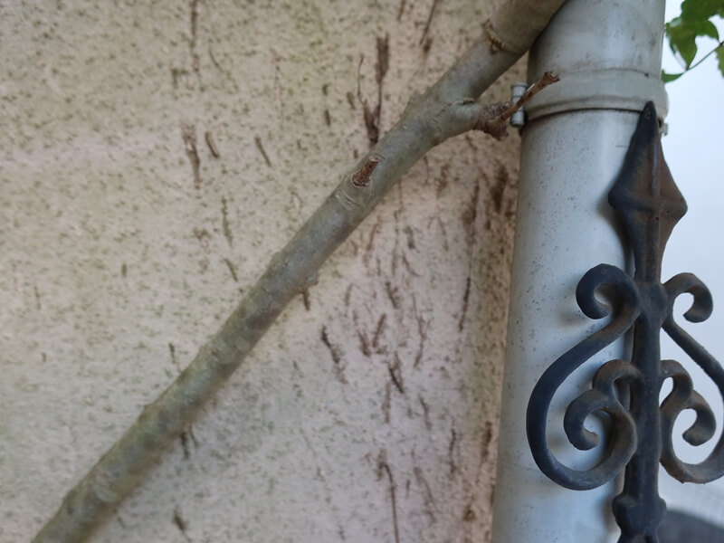 ツタの根っこが壁に食い込んでいて、そのままでは取れない状態でした。